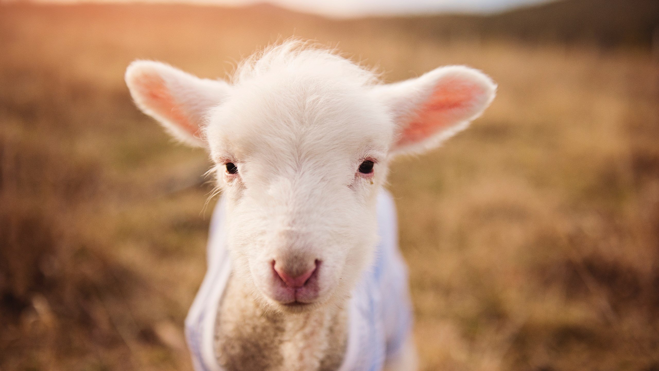 防守的艺术，勒沃库森的区域联防如何复刻NBA总决赛级的封锁