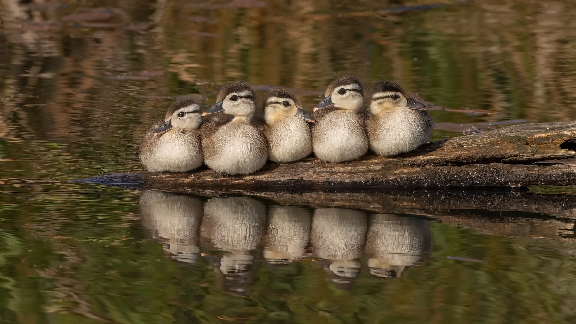 双舞台上的唯一真相，西亚卡姆的璀璨与马刺的铜墙铁壁