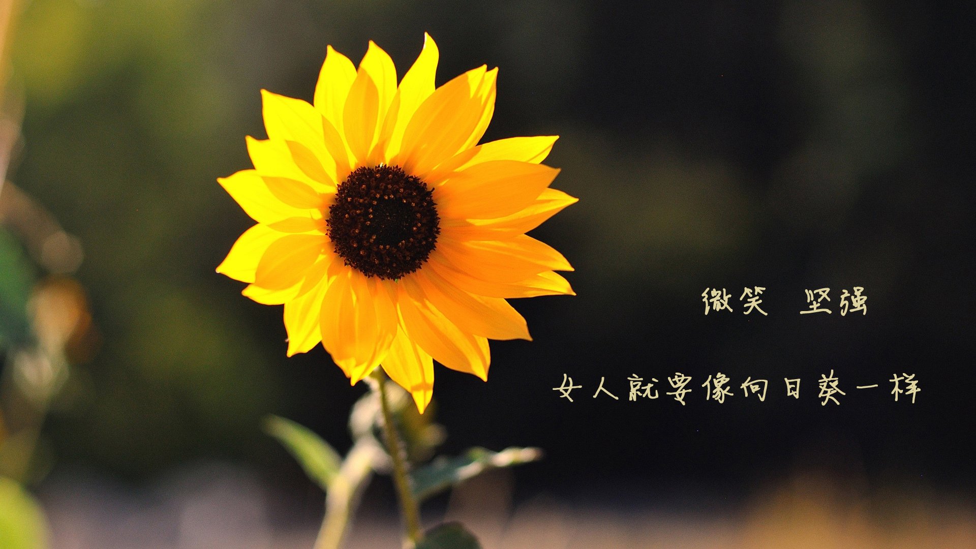 当篮筐如大海,浓眉擎天之夜,西决绝境见证巨星的孤独与光荣