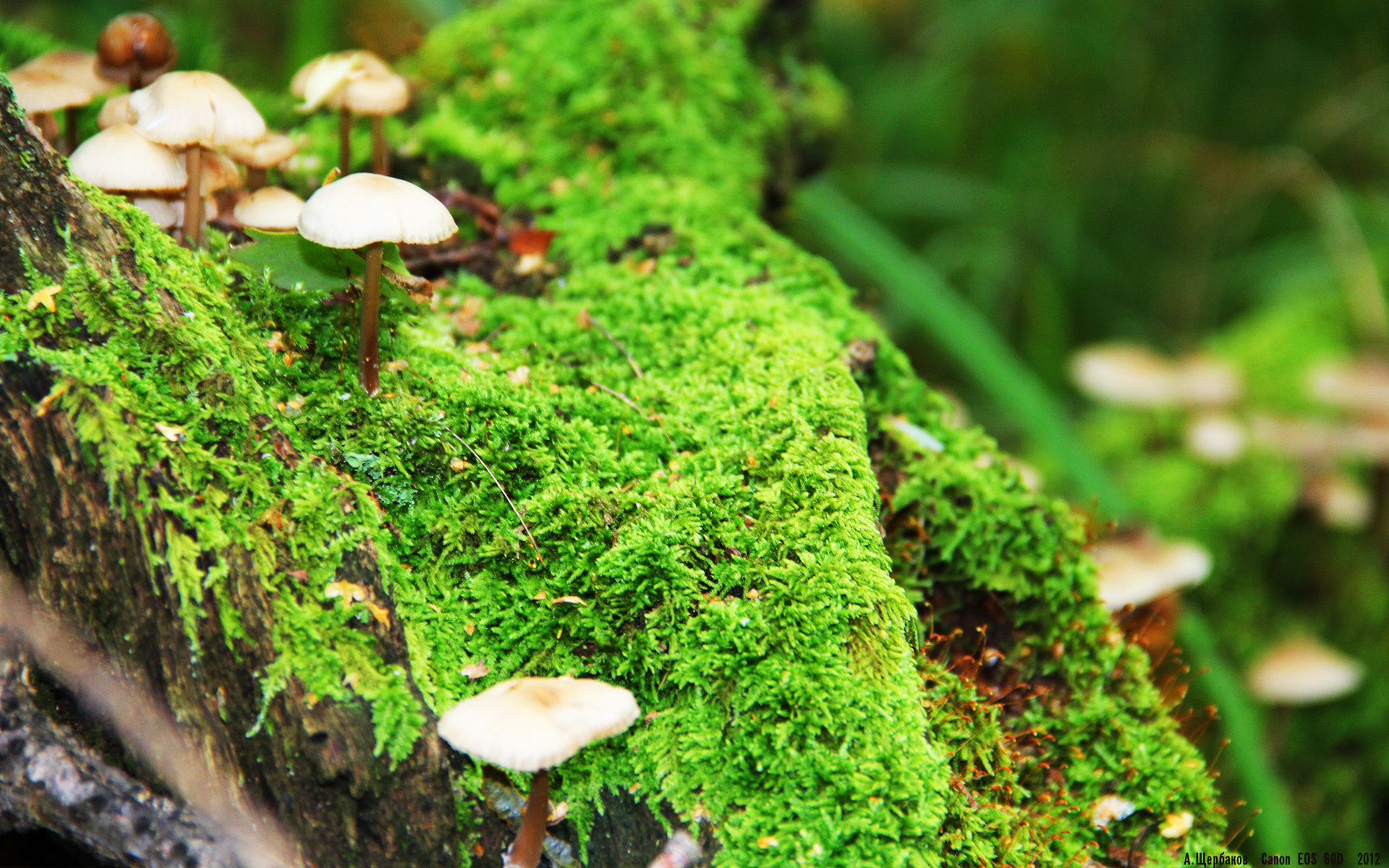 独舞与协奏，武切维奇的孤星如何点亮全队夜空