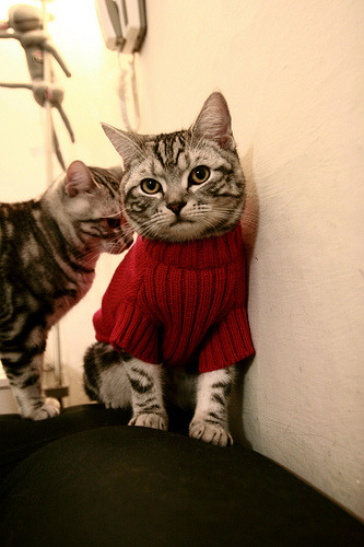 东方利刃破苍穹，浙江队踏平凯尔特人，世界排名争夺战上演惊天逆转